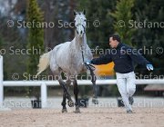 Cadoro Tosc Tour2013- S5 1629 : Arezzo, Cadoro, Cavalli d'Italia, Toscana Tour 2013, foto di Stefano Secchi ©